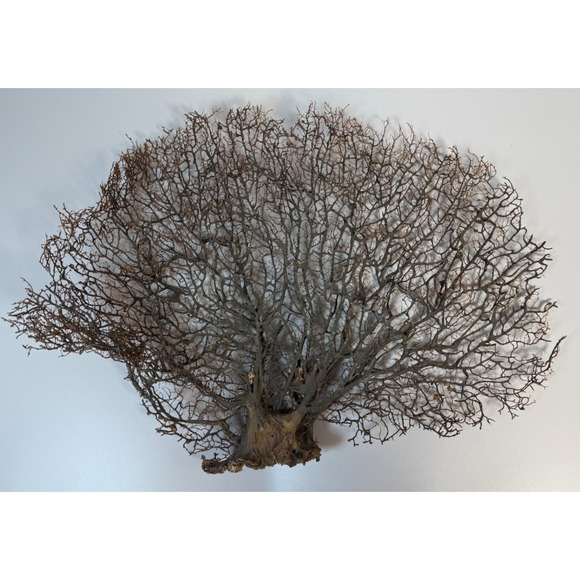 None Other - Gorgonia Sea Fan Costal Decor Item Vintage 18" x 13.5" ***BIG***